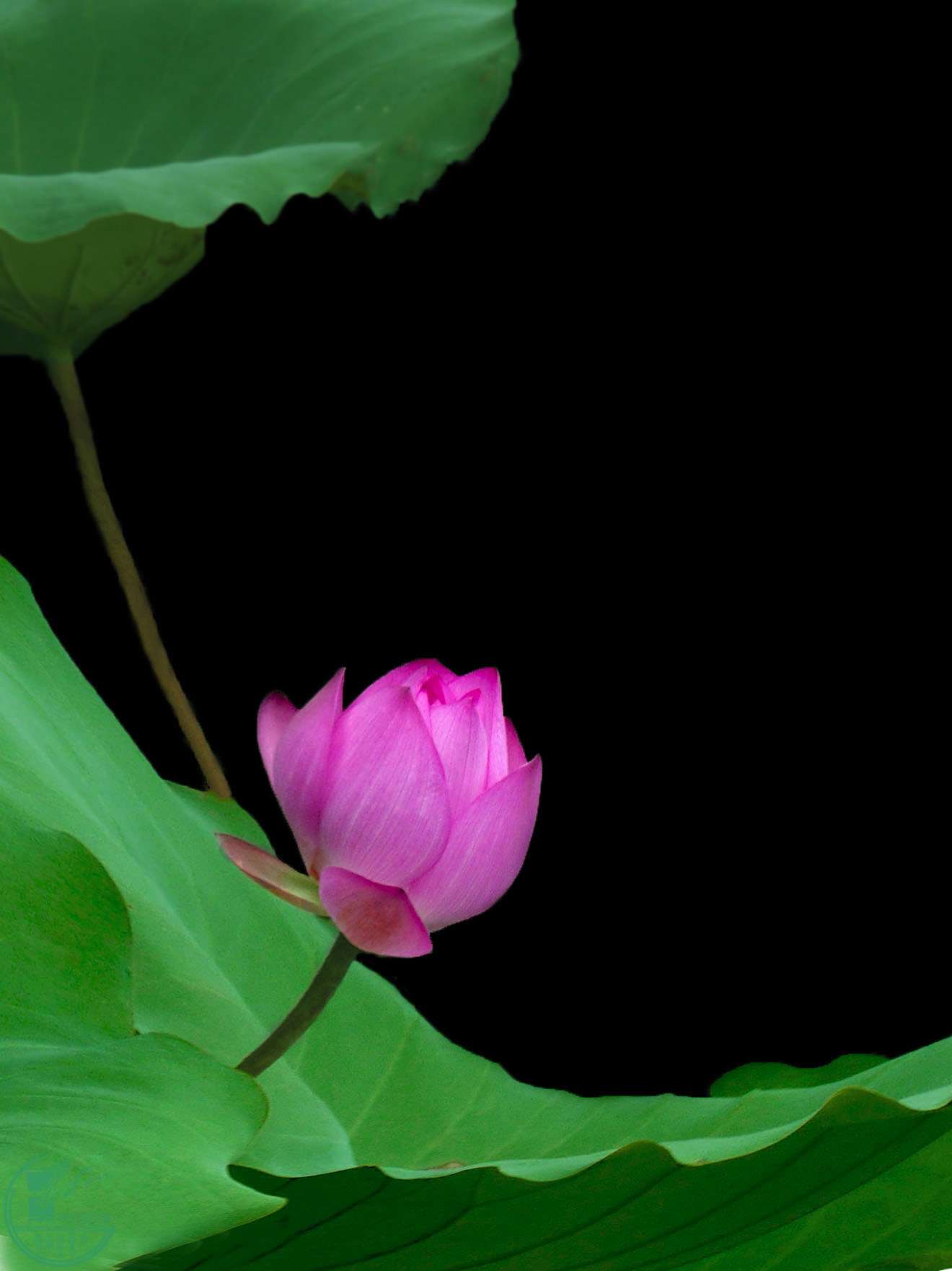 P1050250.jpg