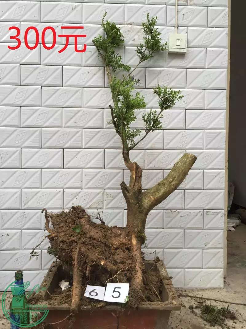 65.jpg