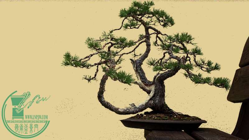 pinus10.jpg