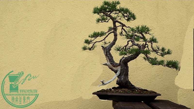 pinus210.jpg