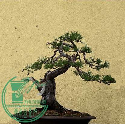 pinus210 (1).jpg