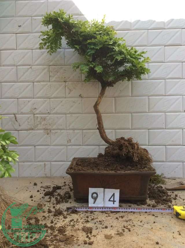 94c.jpg