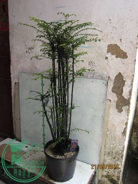 IMG_0004.JPG