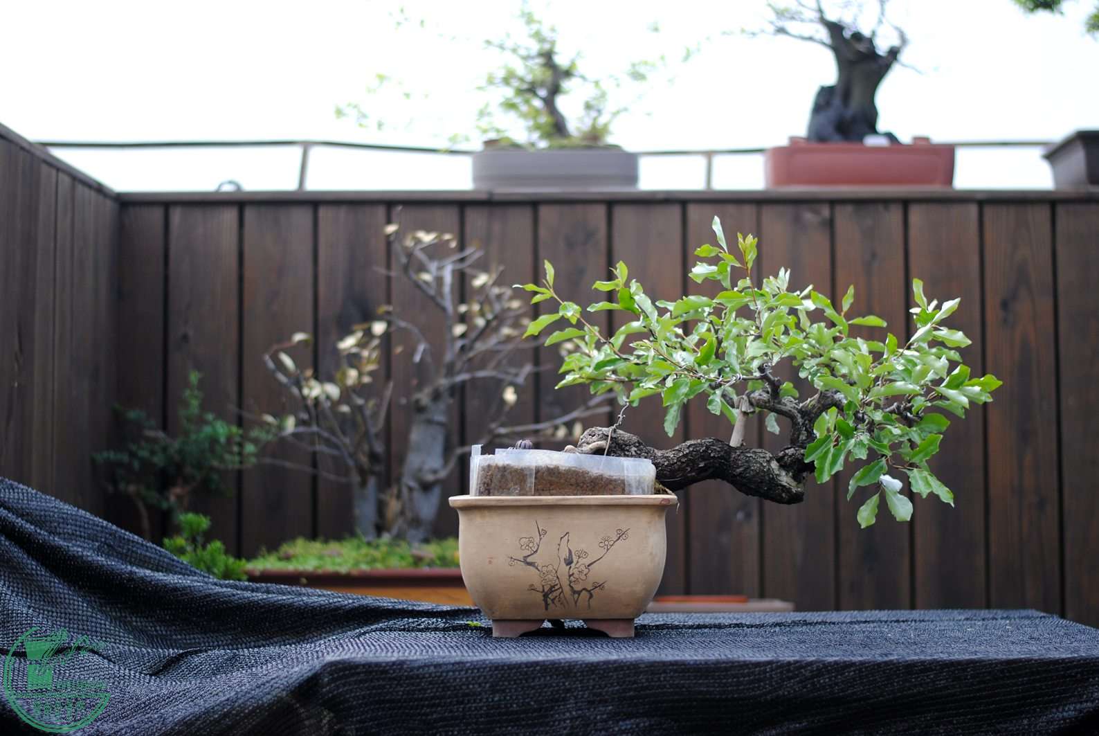 DSC_1375.JPG