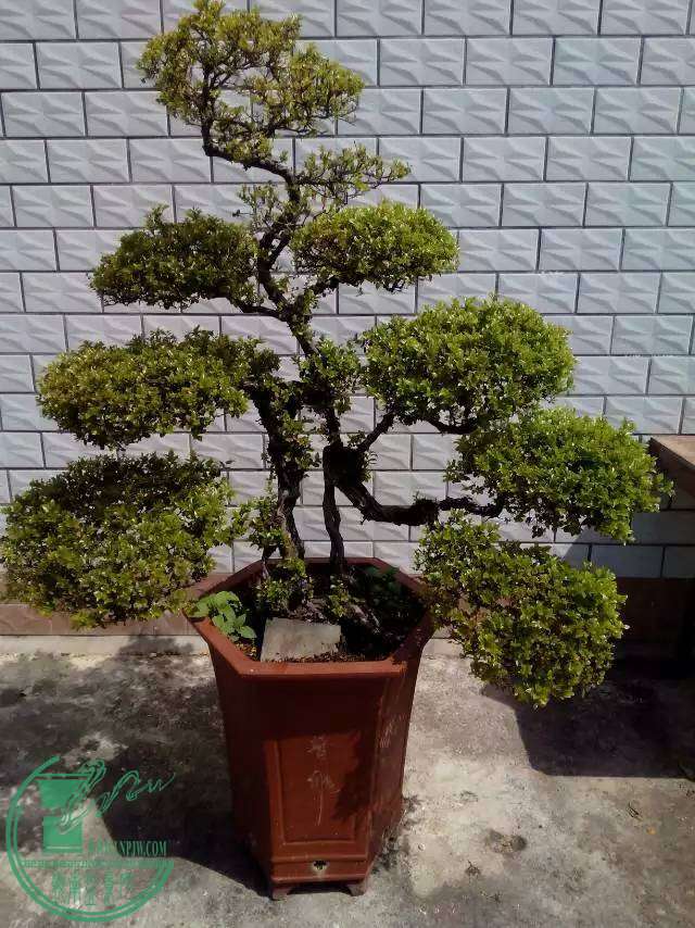 mmexport1459400727069.jpg