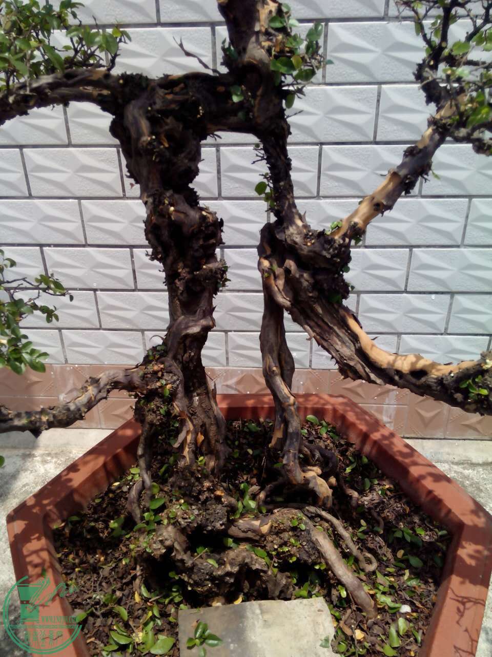 mmexport1463980503134.jpg
