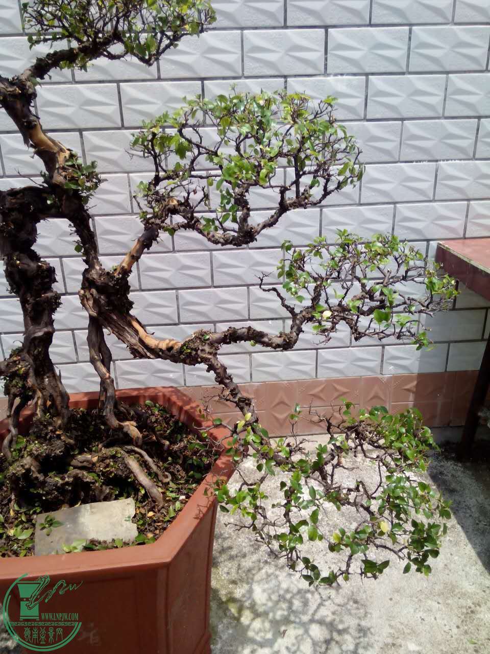 mmexport1463980520935.jpg