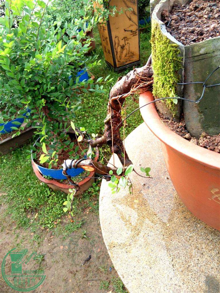 ׮98IMG_20160525_170649_ͼ.jpg