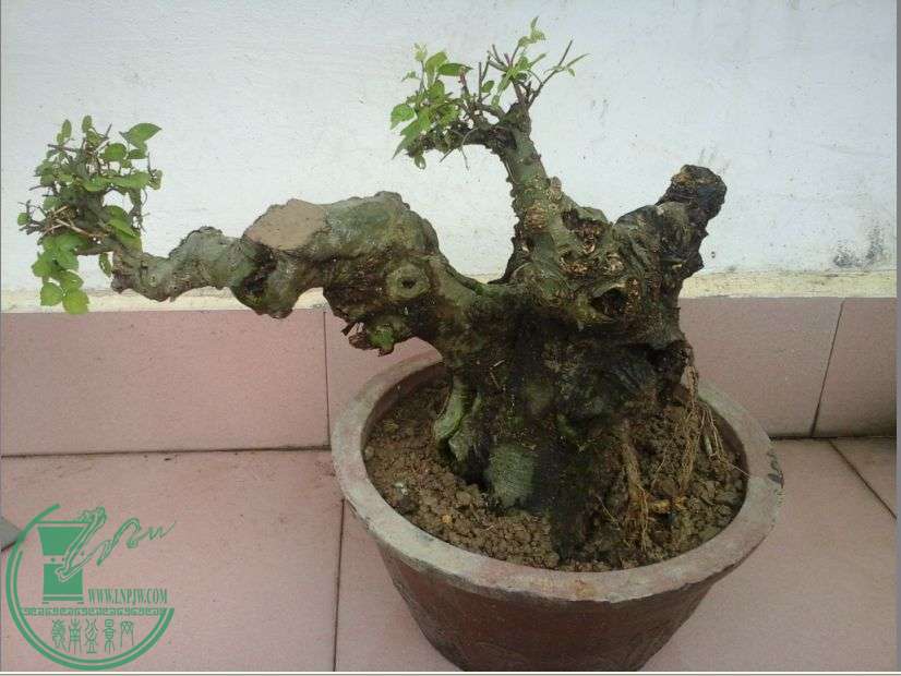 ڵַ