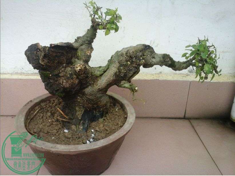ڵַ
