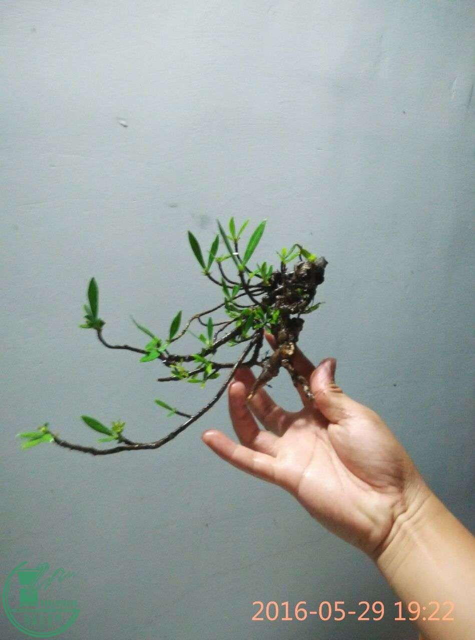 QQͼƬ20160529215025.jpg