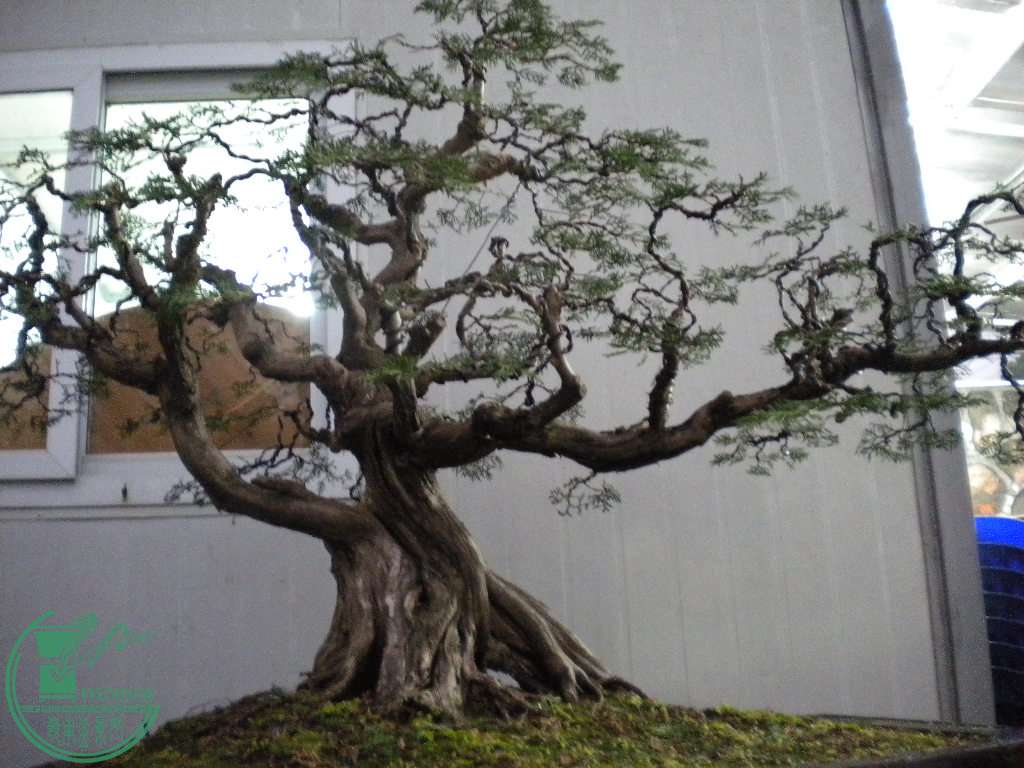 DSCN8663.JPG