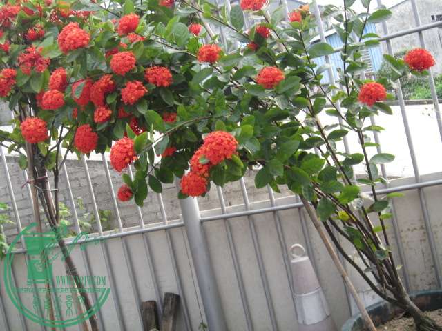 IMG_2678.JPG