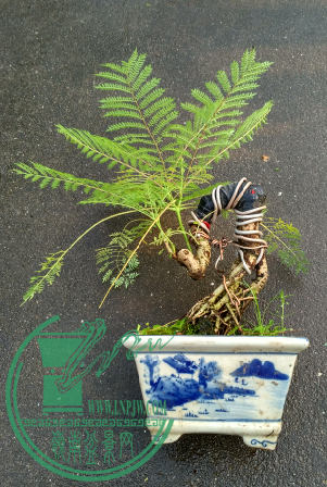 QQͼƬ20160619175208.png