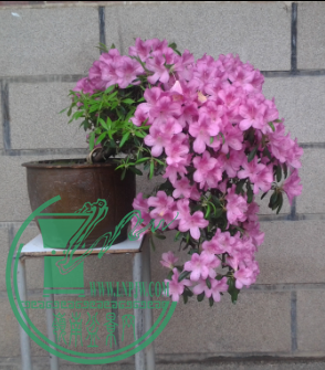 QQͼƬ20160619183105.png