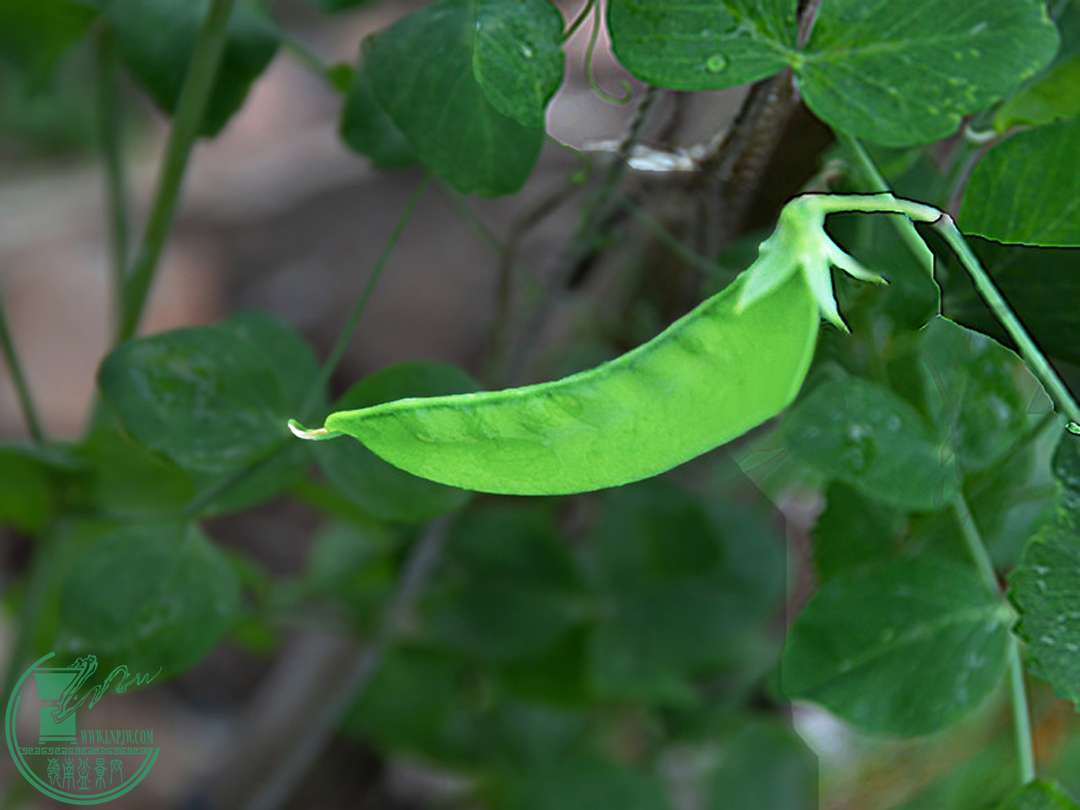 DSC_0098.jpg