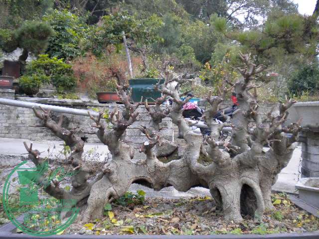 DSCN7725.JPG