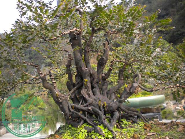 DSCN7779.JPG