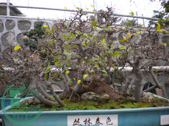DSCN7803.JPG