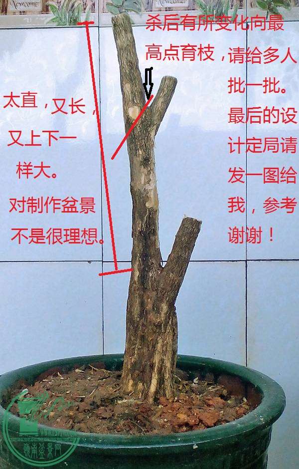 184209gzp7wf85tw8118fw.jpg.thumb.jpg