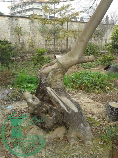2013.1.20ƶǰ.jpg