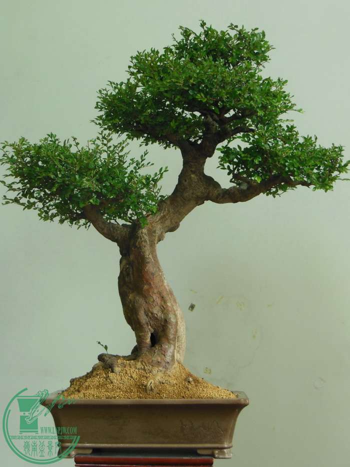 DSCN2769.JPG