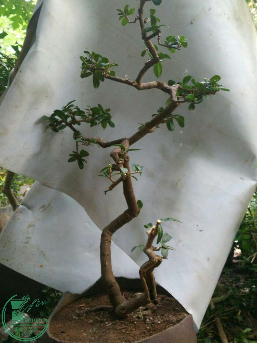 e0ca06efd0a3ee1dfed89958a3ada4ce8efe8efa.jpg