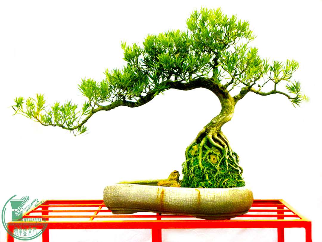 ¸Ҷ޺ʯʽʯ232011.1.14__.jpg