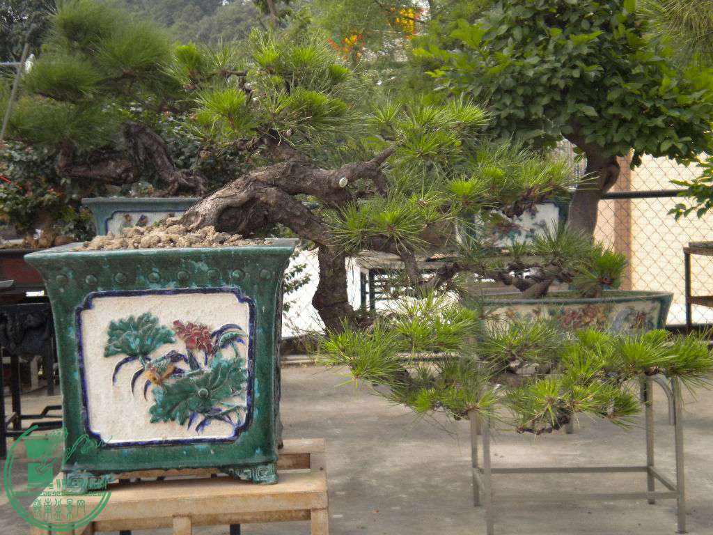 DSCN8131.JPG