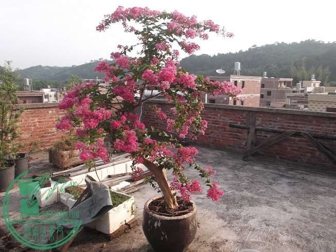 DSCF1517.JPG