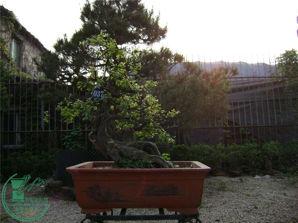 DSC04852.jpg