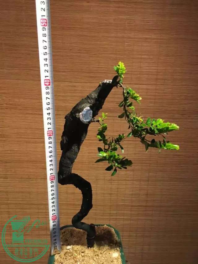 hfd6t3.jpg