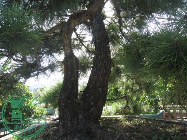 IMG_3250.JPG