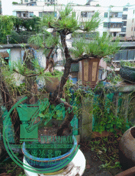 ug05b703.gif