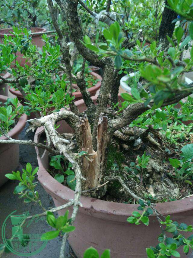 IMG_20160905_184825.jpg