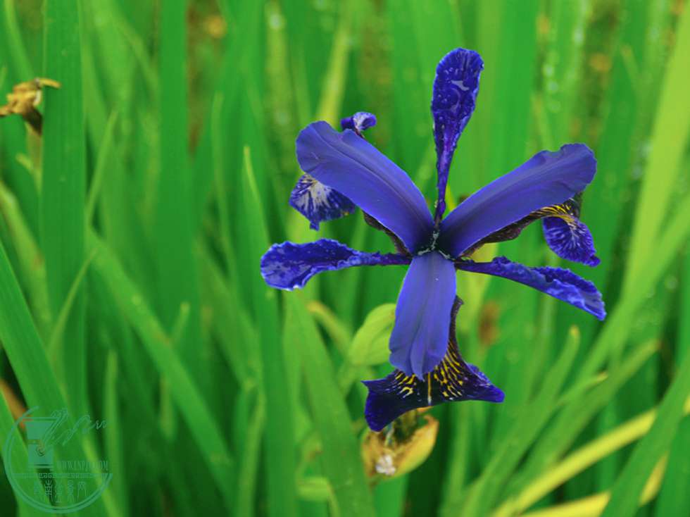 ɫβP1080216 g.jpg