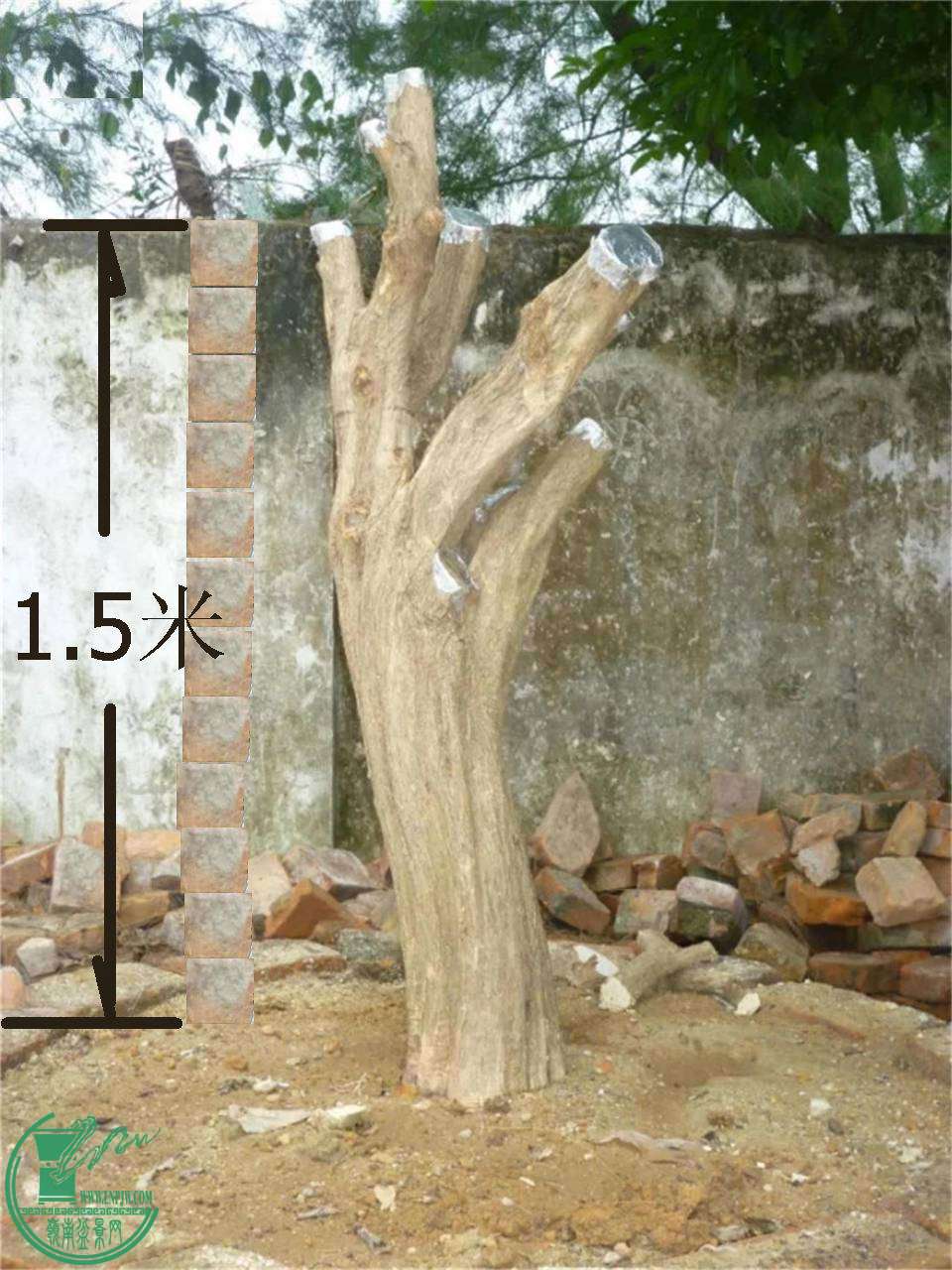 200214p3pis9pa1mb79x31.jpg.thumb.jpg