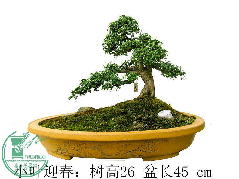 СҶӭ1b.jpg