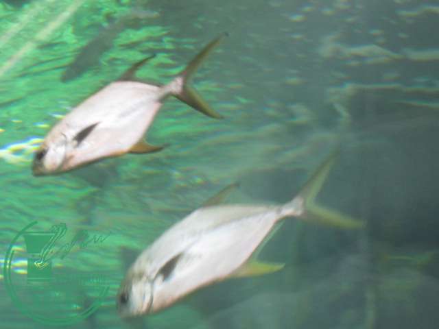 IMG_9737.JPG