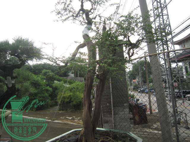 IMG_3567.JPG