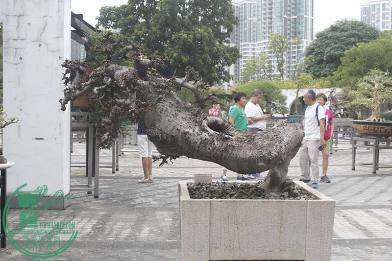 _MG_6920.JPG