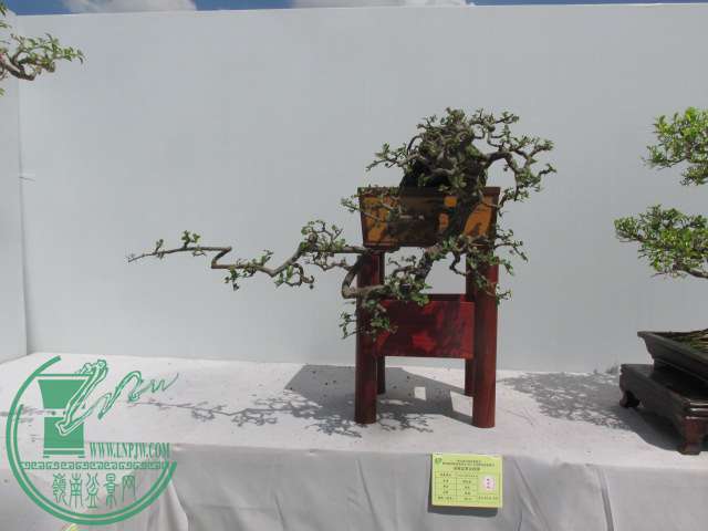 IMG_1575.JPG