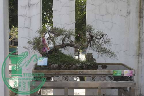 _MG_7031.JPG