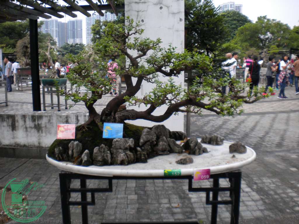 DSCN8739.JPG