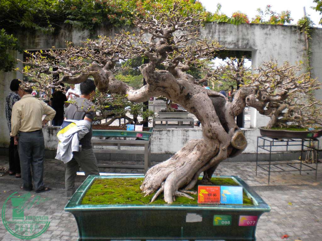 DSCN8717.JPG