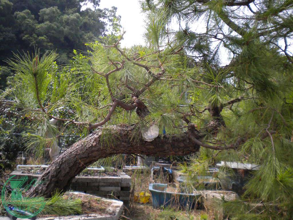 DSCN8800.JPG