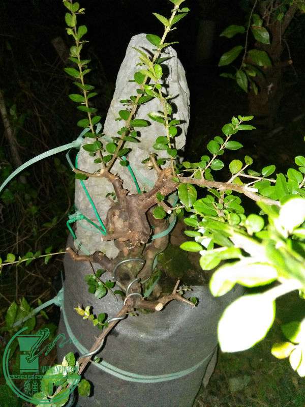 IMG20161005194628.jpg