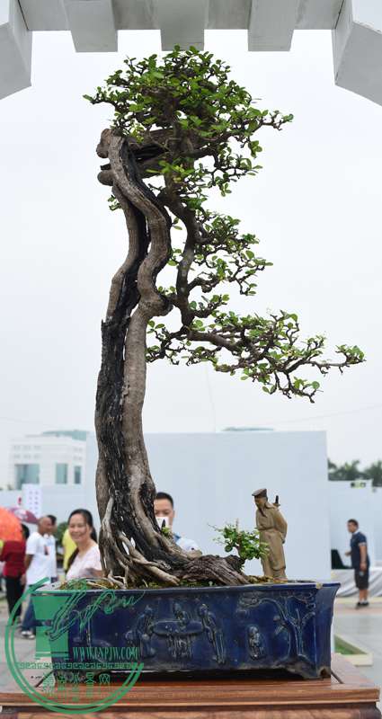 DSC_4763.JPG