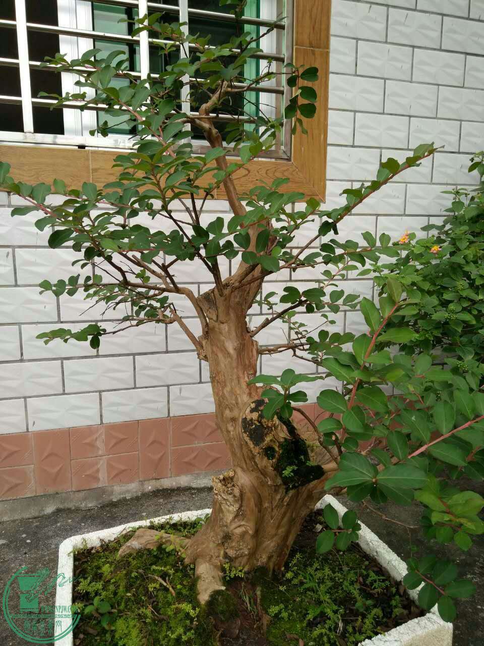 mmexport1477289751903.jpg