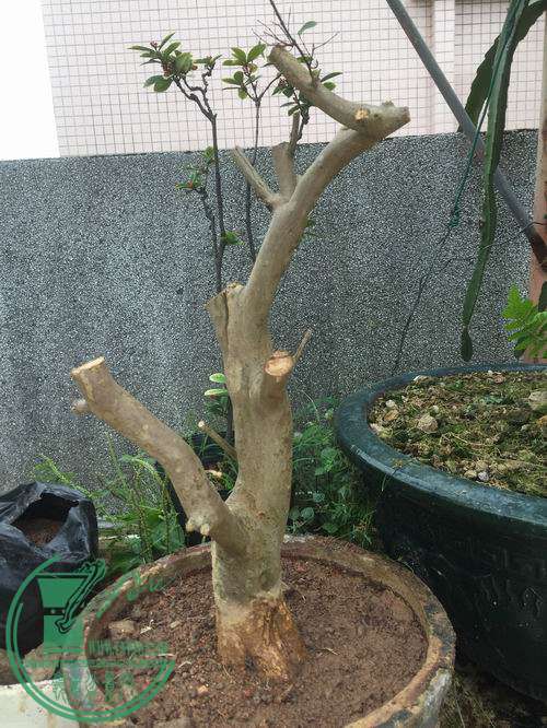 Ƭ 008.jpg